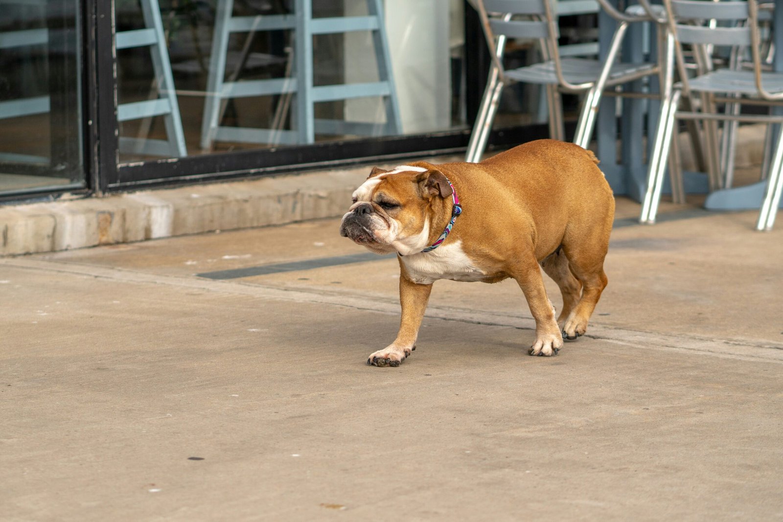 French Bulldogs vs Bulldogs: Which Is Right for You?