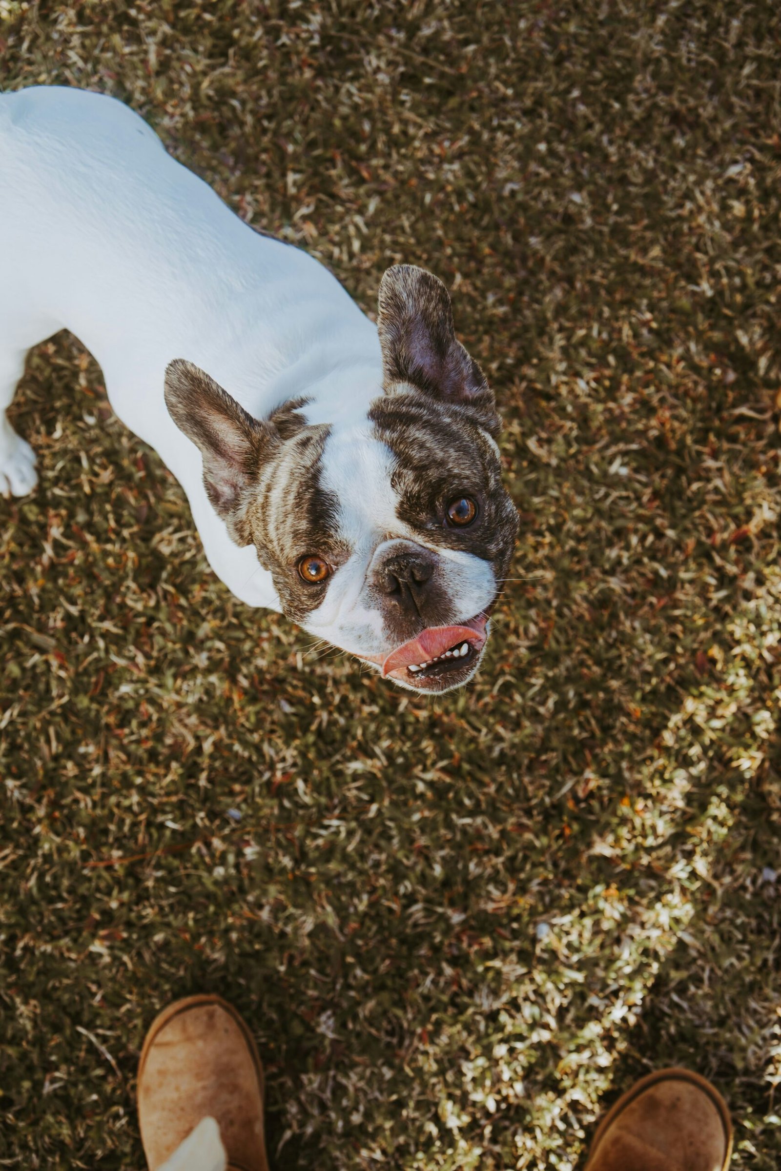 French Bulldog Ears Down: Is It Normal?