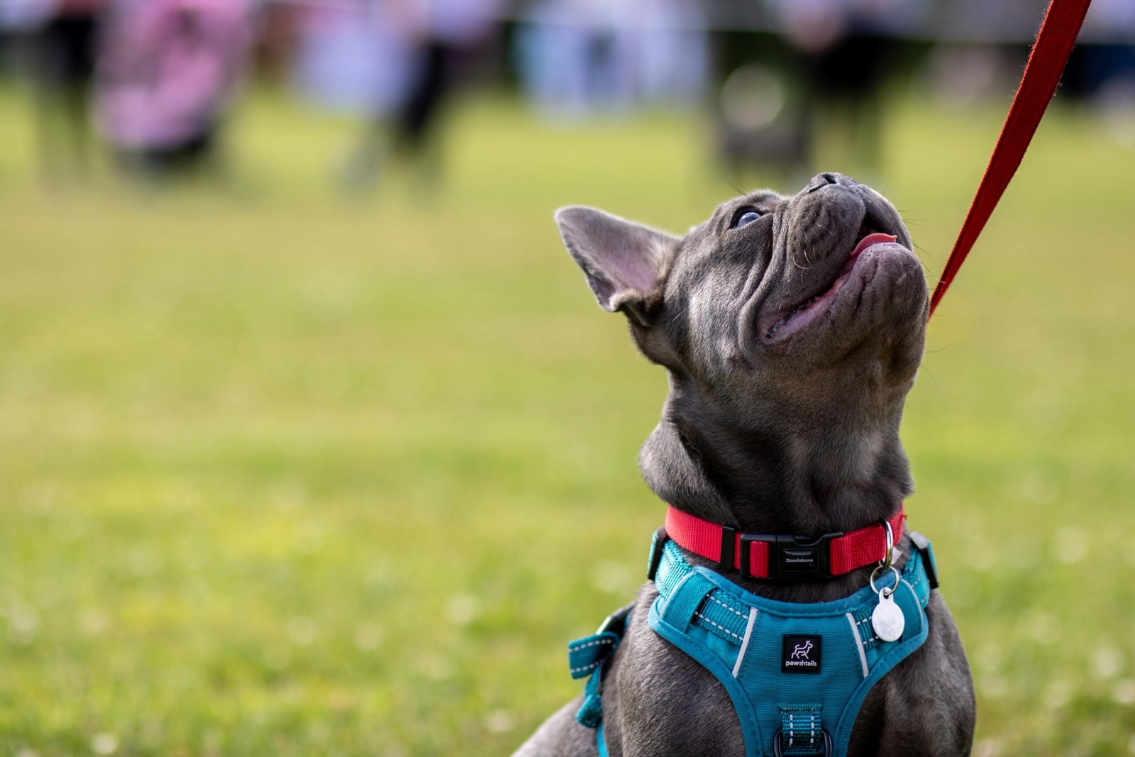 Fun Activities and Exercises for Your French Bulldog