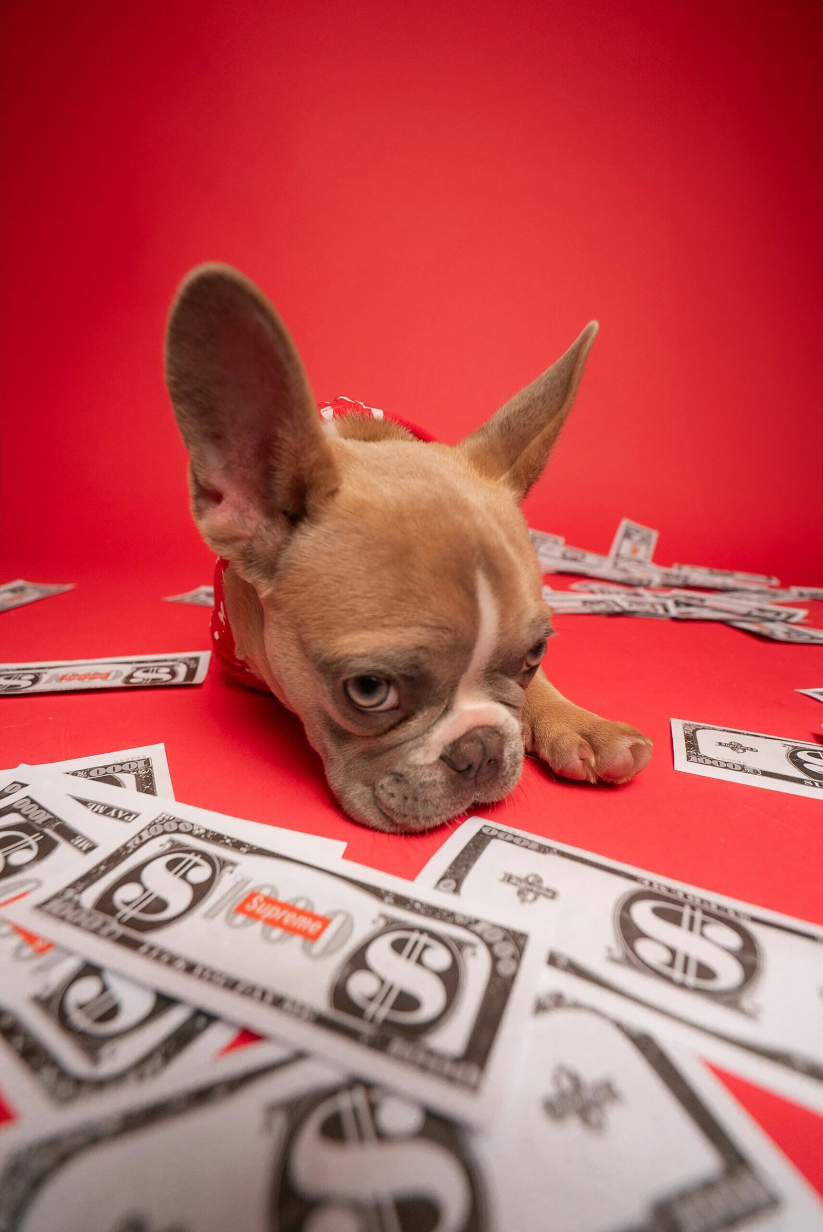 French Bulldog Fashion: Cute Outfits and Accessories for Your Pup