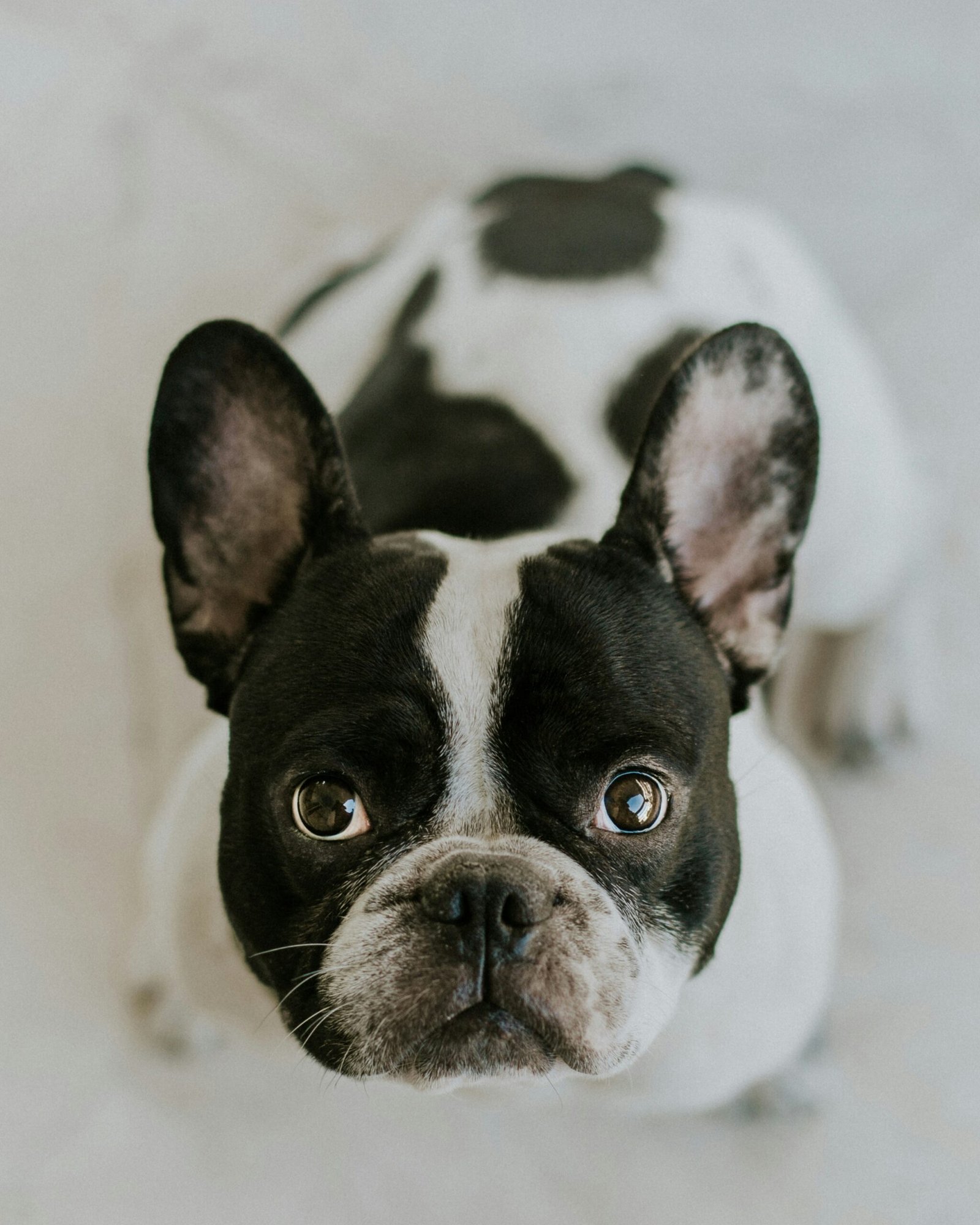 10 Fun Facts About Your French Bulldog