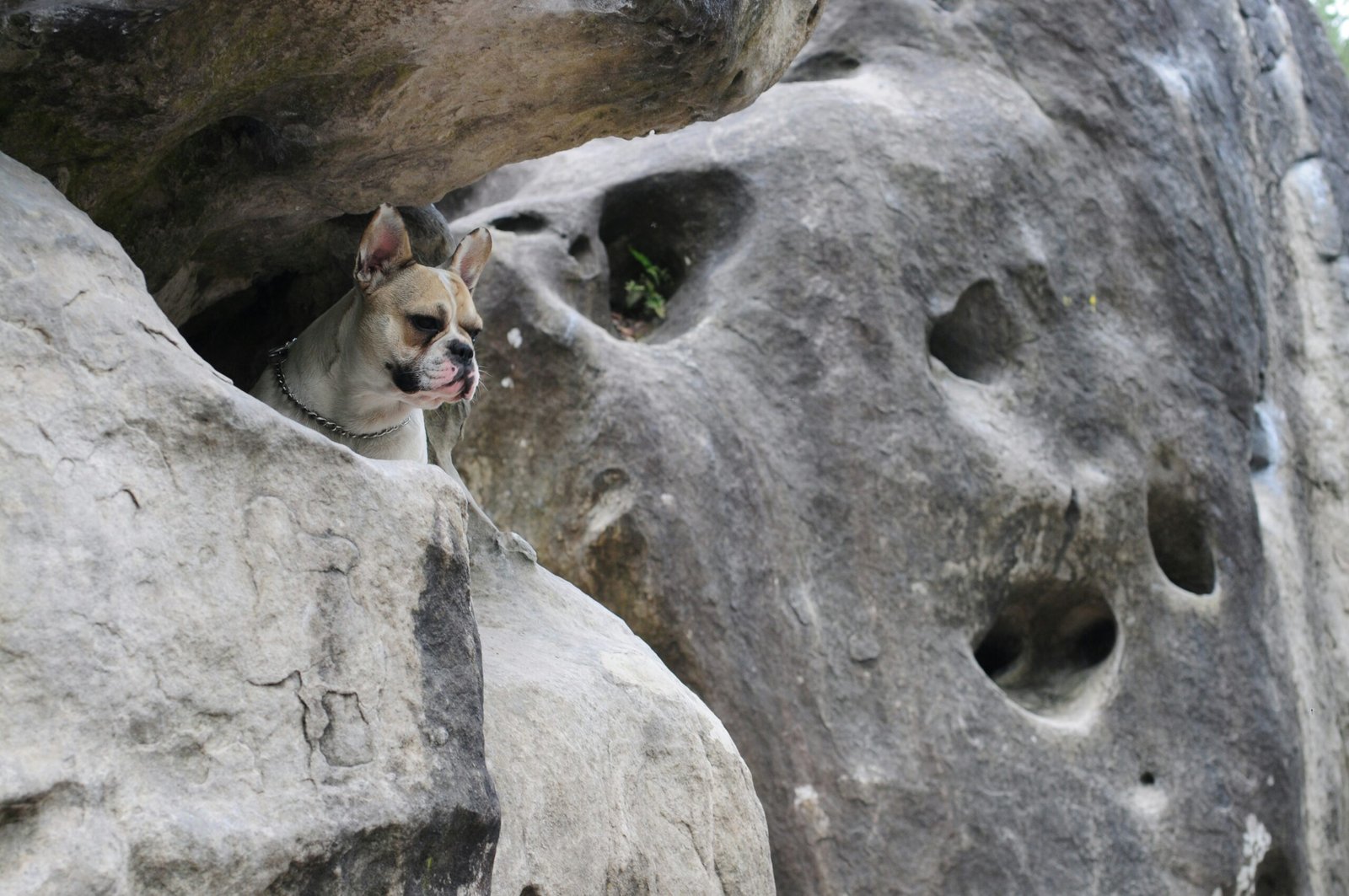 Everything You Need for Your French Bulldog: A Comprehensive Guide