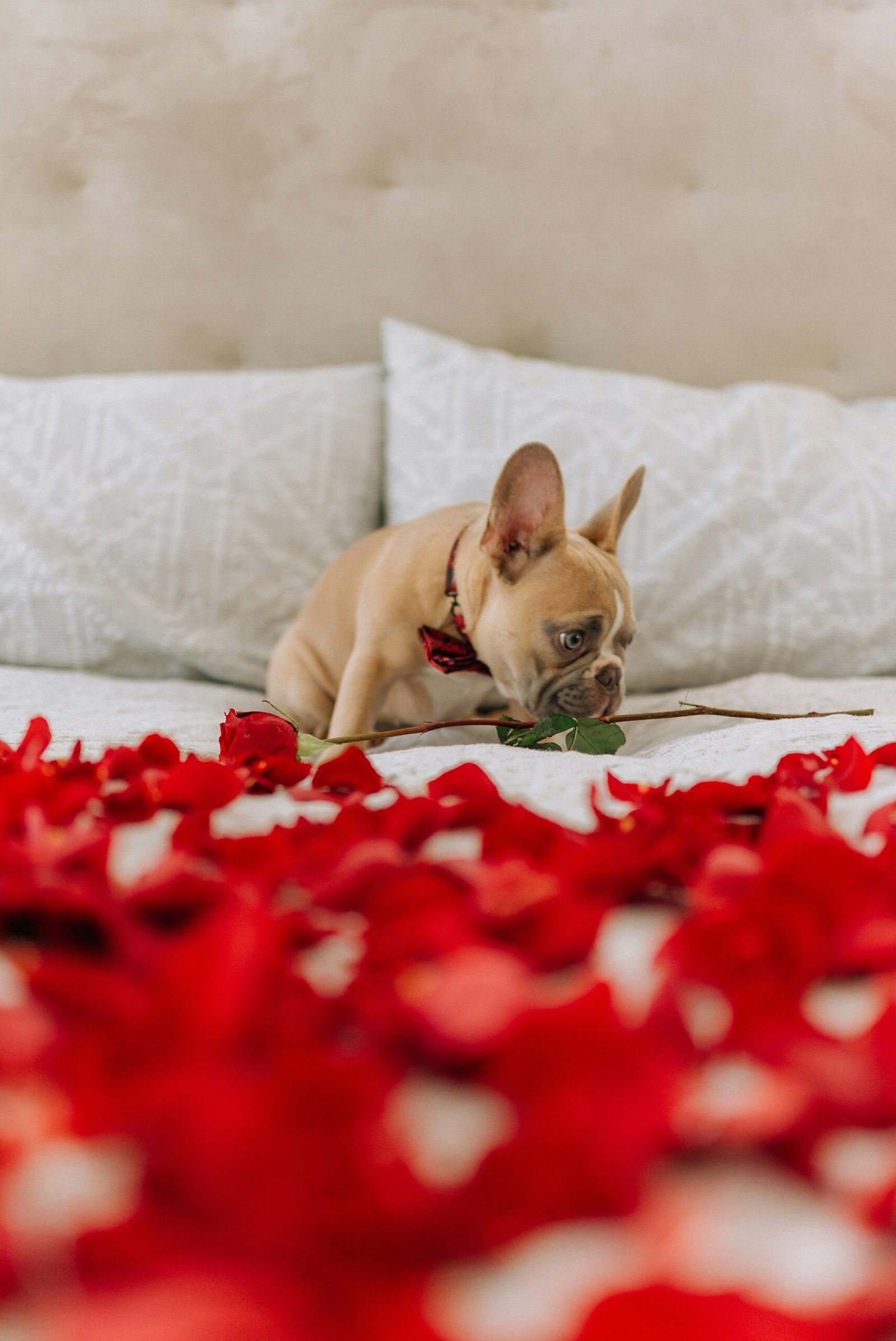 How to Make Your French Bulldog’s Bed Extra Cozy