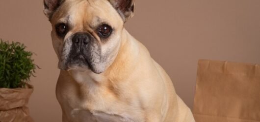 The Best Food Options for Your French Bulldog’s Unique Dietary Needs