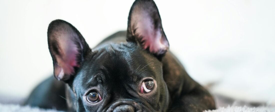 5 Signs Your French Bulldog Might Be Overweight and How to Address Obesity Risks