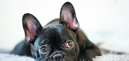 5 Signs Your French Bulldog Might Be Overweight and How to Address Obesity Risks