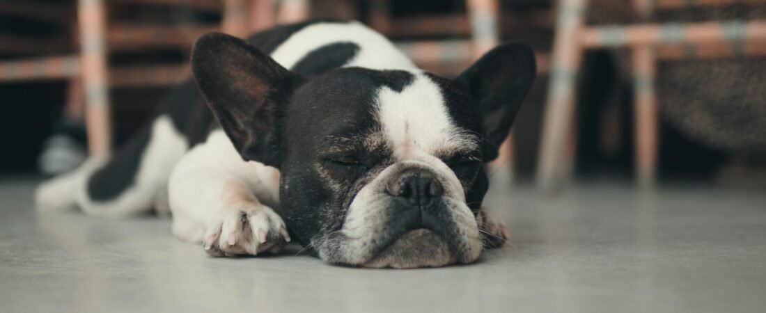 Keeping Your French Bulldog Cool in Hot Weather
