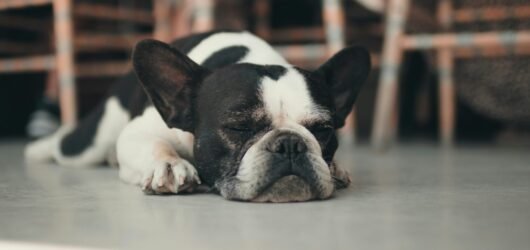 Keeping Your French Bulldog Cool in Hot Weather