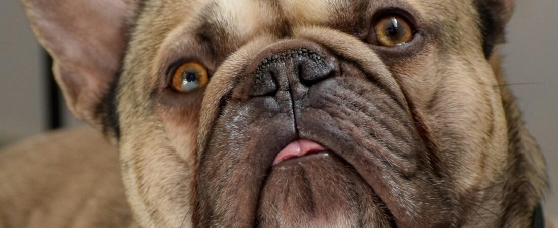 The Food Thief Diaries: Frenchie’s Secret Life of Crime