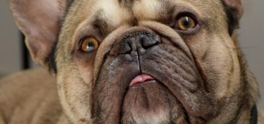 The Food Thief Diaries: Frenchie’s Secret Life of Crime