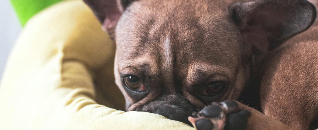 Couch Potato Royalty: A Day in the Life of a Lazy Frenchie