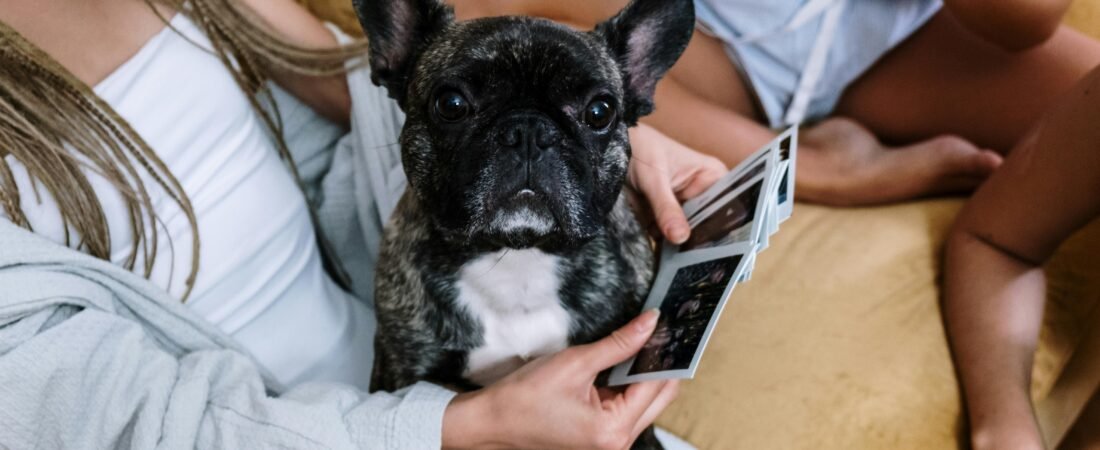 The 10 Best French Bulldog Supplies for a Happy Pup