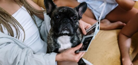 The 10 Best French Bulldog Supplies for a Happy Pup