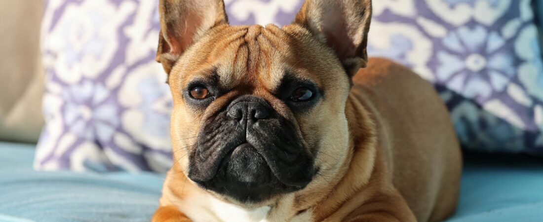 The Fascinating History of the French Bulldog Explained