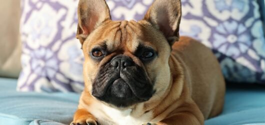 The Fascinating History of the French Bulldog Explained