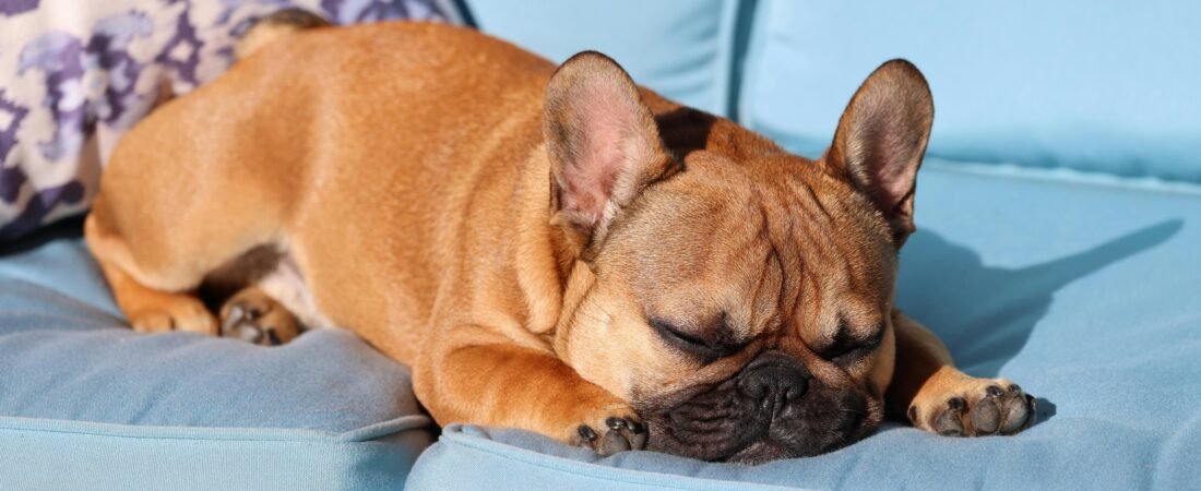 The Truth About Snoring in French Bulldogs