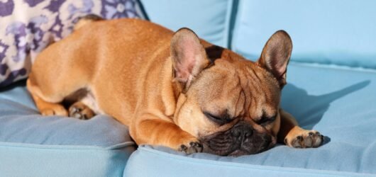 The Truth About Snoring in French Bulldogs