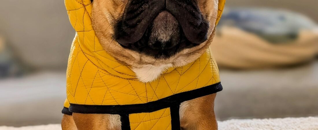 How to Socialize Your French Bulldog with Other Pets