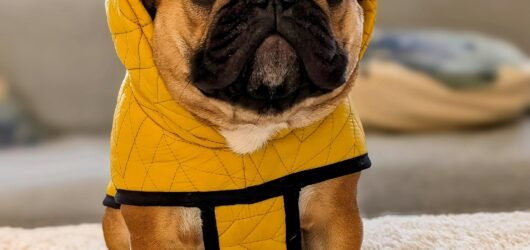 How to Socialize Your French Bulldog with Other Pets