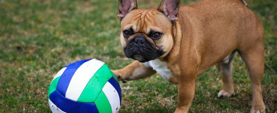 Training Your French Bulldog: The Best Methods for Success