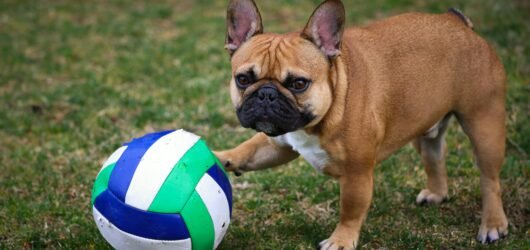Training Your French Bulldog: The Best Methods for Success