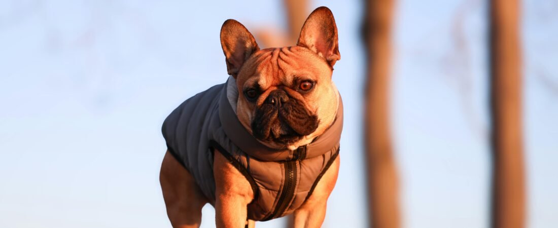 French Bulldog 101: Everything You Need to Know