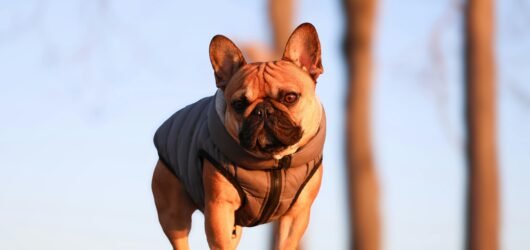 French Bulldog 101: Everything You Need to Know