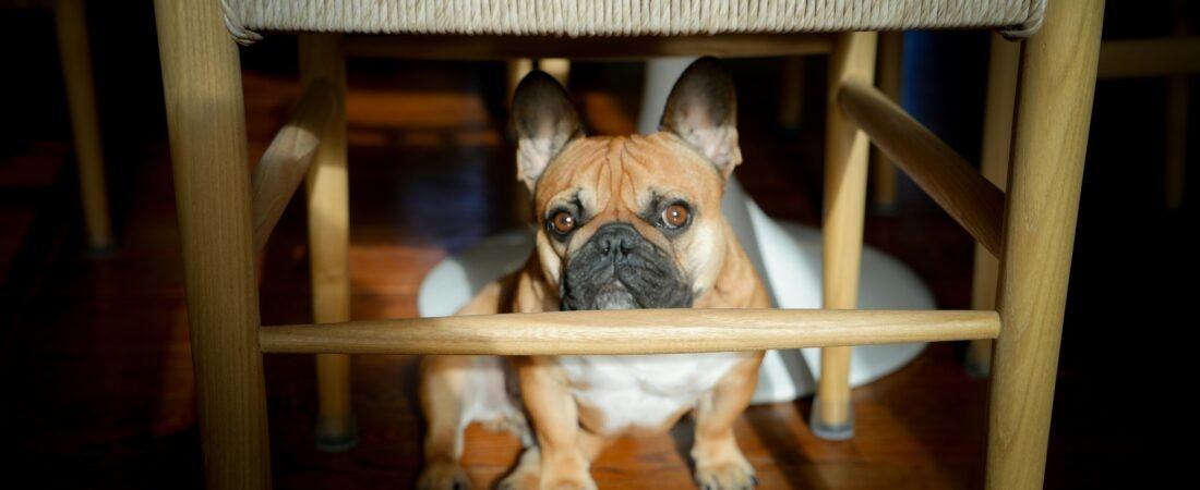 How to Deal with French Bulldog Separation Anxiety: Tips for Managing Your Frenchie’s Anxiety
