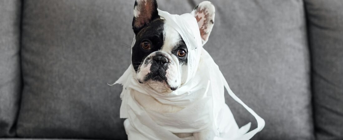 The Truth About French Bulldog Parenthood