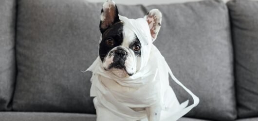 The Truth About French Bulldog Parenthood