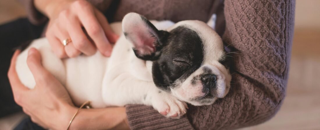 Grooming Your French Bulldog: A Comprehensive Guide to Caring for Their Coat, Ears, and Wrinkles