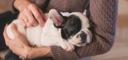 Grooming Your French Bulldog: A Comprehensive Guide to Caring for Their Coat, Ears, and Wrinkles