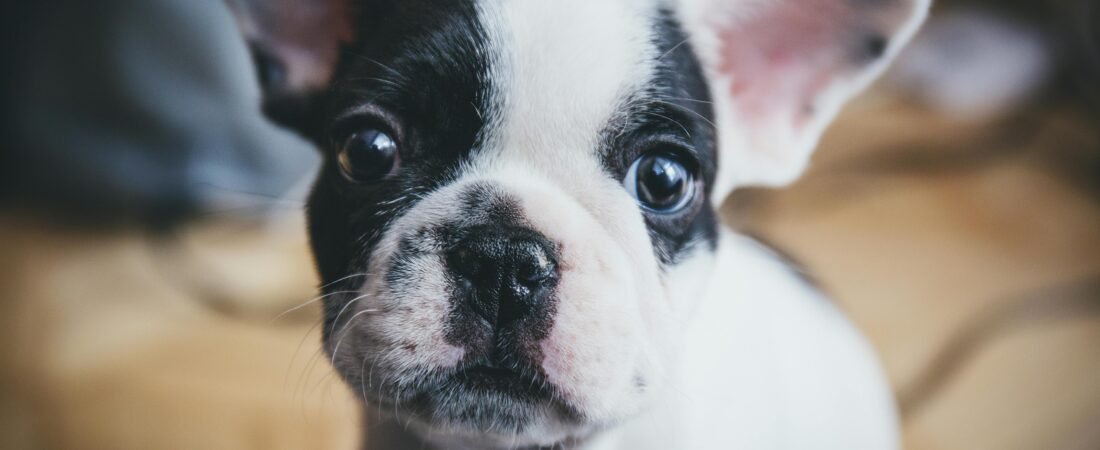 Why Is My French Bulldog vomiting? Here’s What You Need to Know