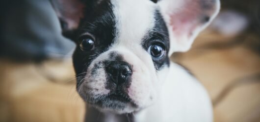 Why Is My French Bulldog vomiting? Here’s What You Need to Know