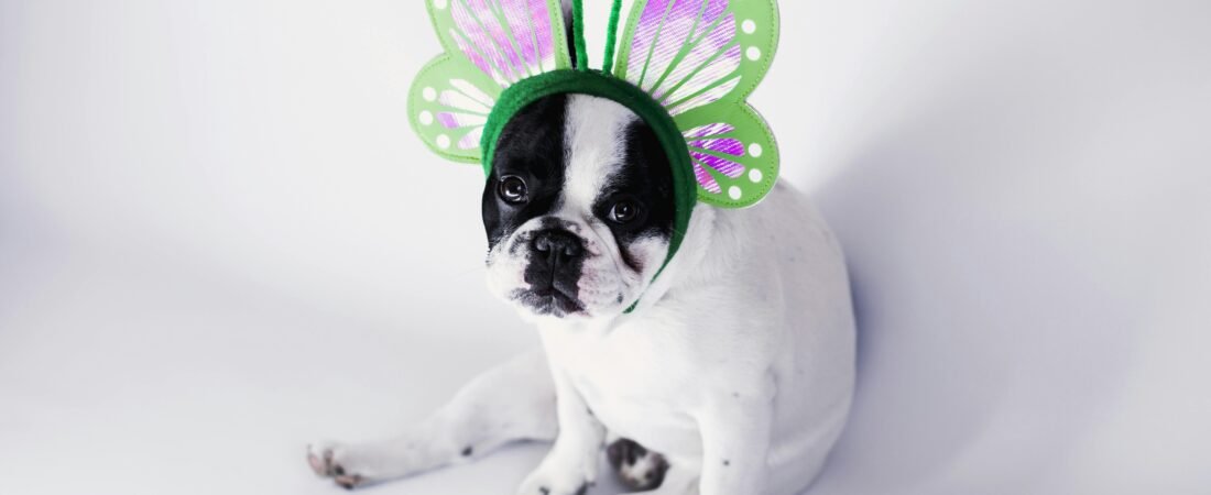 Exploring French Bulldog Behavior: Understanding Their Unique Personality