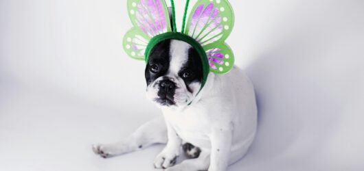 Exploring French Bulldog Behavior: Understanding Their Unique Personality