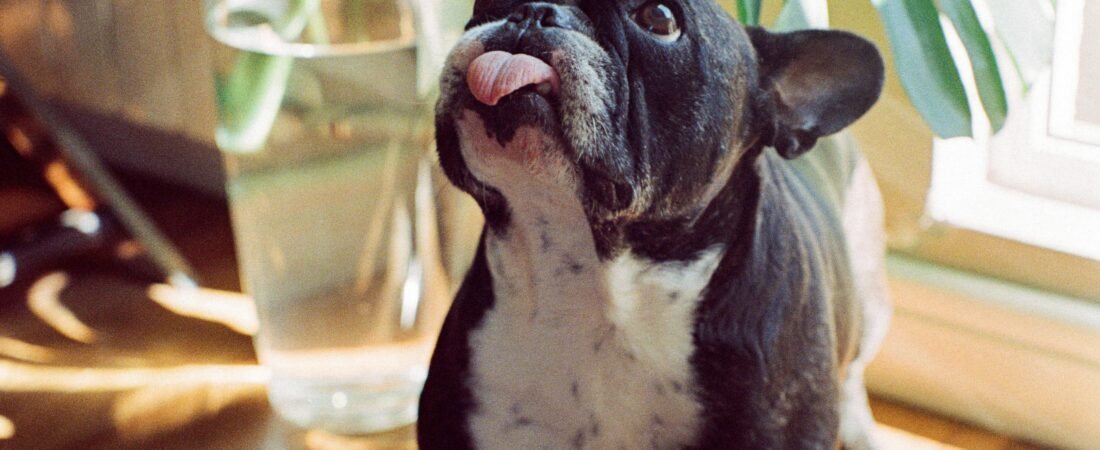 Chihuahua vs French Bulldog: Which One Will You Choose?