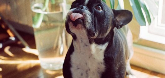 Chihuahua vs French Bulldog: Which One Will You Choose?