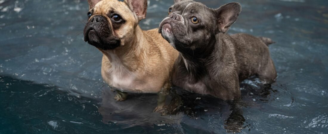 Hilarious French Bulldog Memes Every Owner Will Relate To