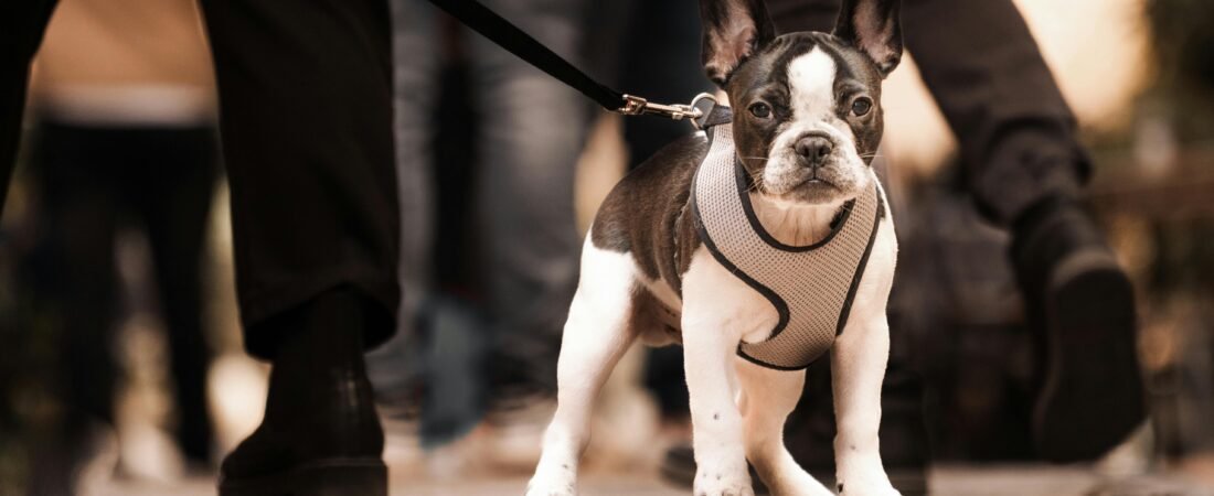 The Ultimate Checklist: Essential Gear for Your French Bulldog