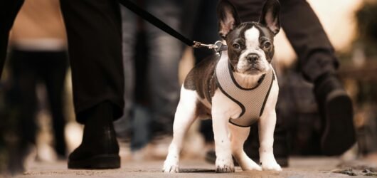 The Ultimate Checklist: Essential Gear for Your French Bulldog