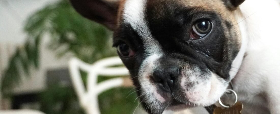 The Truth About French Bulldogs and Hypoallergenic Claims