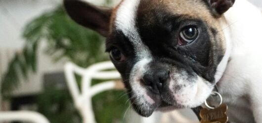 The Truth About French Bulldogs and Hypoallergenic Claims