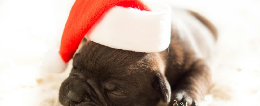 Building a Strong Relationship Between French Bulldogs and Children