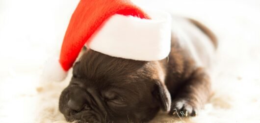 Building a Strong Relationship Between French Bulldogs and Children