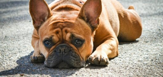 How to Make Training Your French Bulldog Fun and Easy