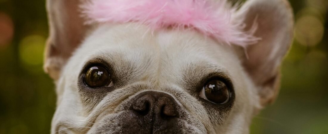 Why French Bulldogs Make Great Therapy Dogs