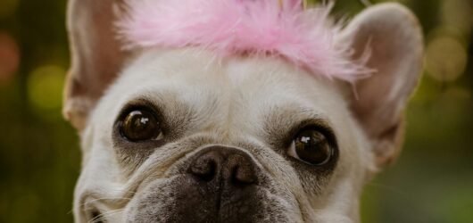 Why French Bulldogs Make Great Therapy Dogs