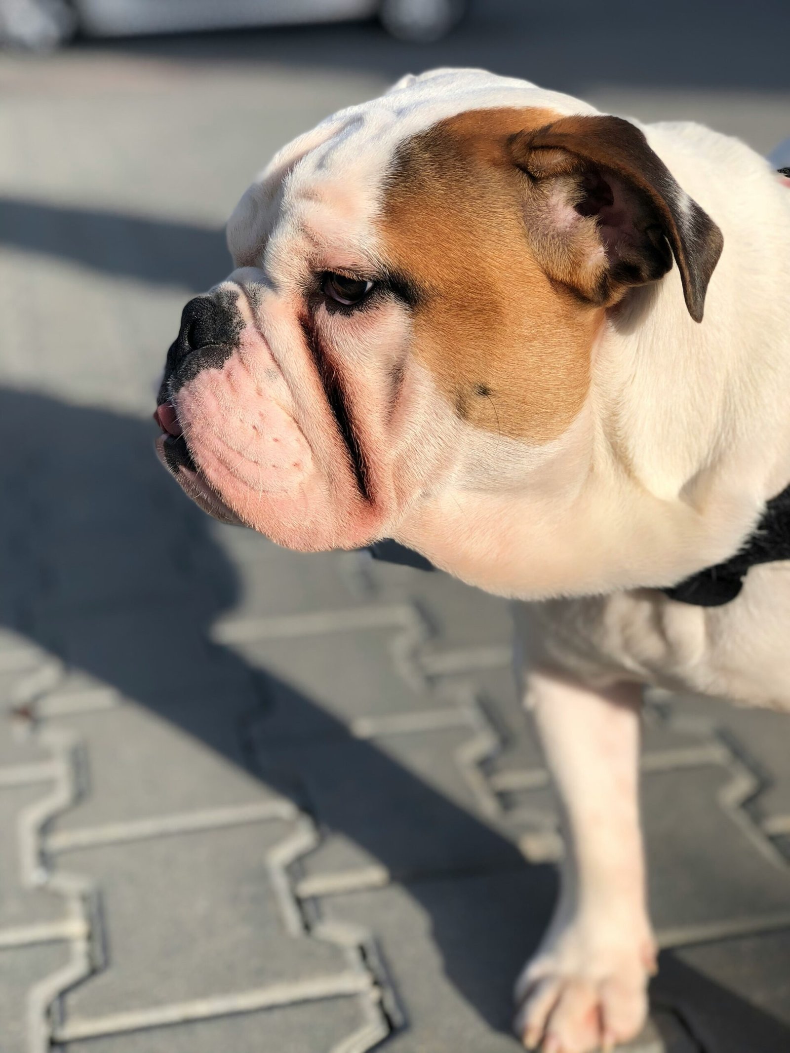 Exploring French Bulldog Behavior: Understanding Their Unique Personality