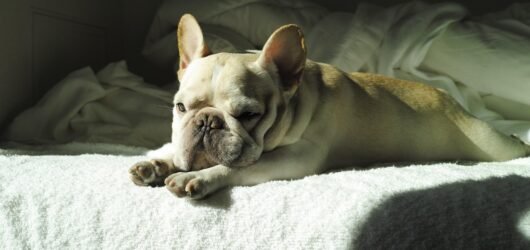 Why Your French Bulldog Owns the Bed (And You Just Sleep on It)
